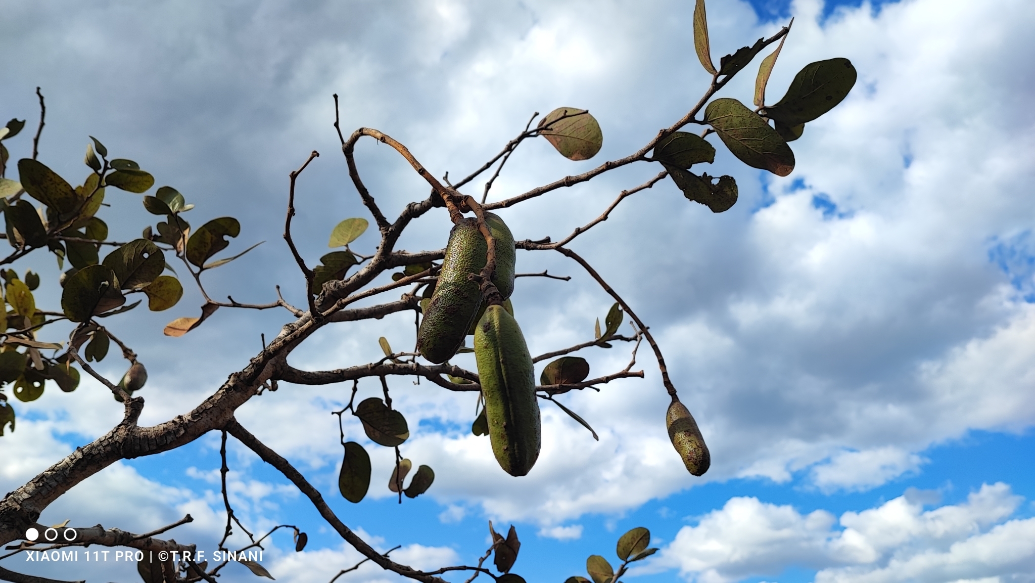 Imagem de Jatobá-do-cerrado