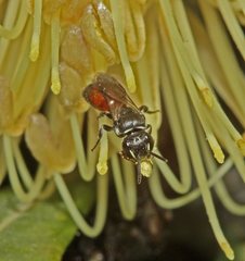 Hylaeus littleri