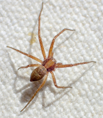 Philodromus rufus pacificus