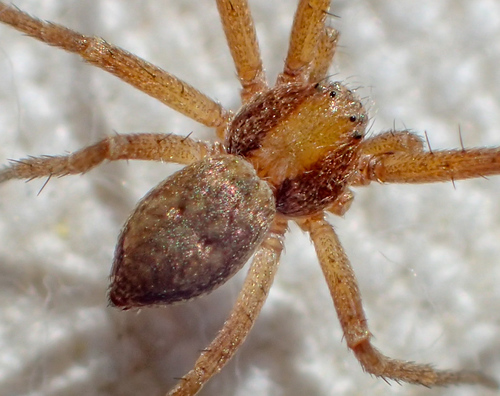 Philodromus rufus nuotrauka