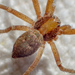 Philodromus rufus - Photo (c) K Schneider, some rights reserved (CC BY-NC), uploaded by K Schneider