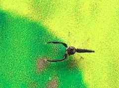 Indopadilla annamita