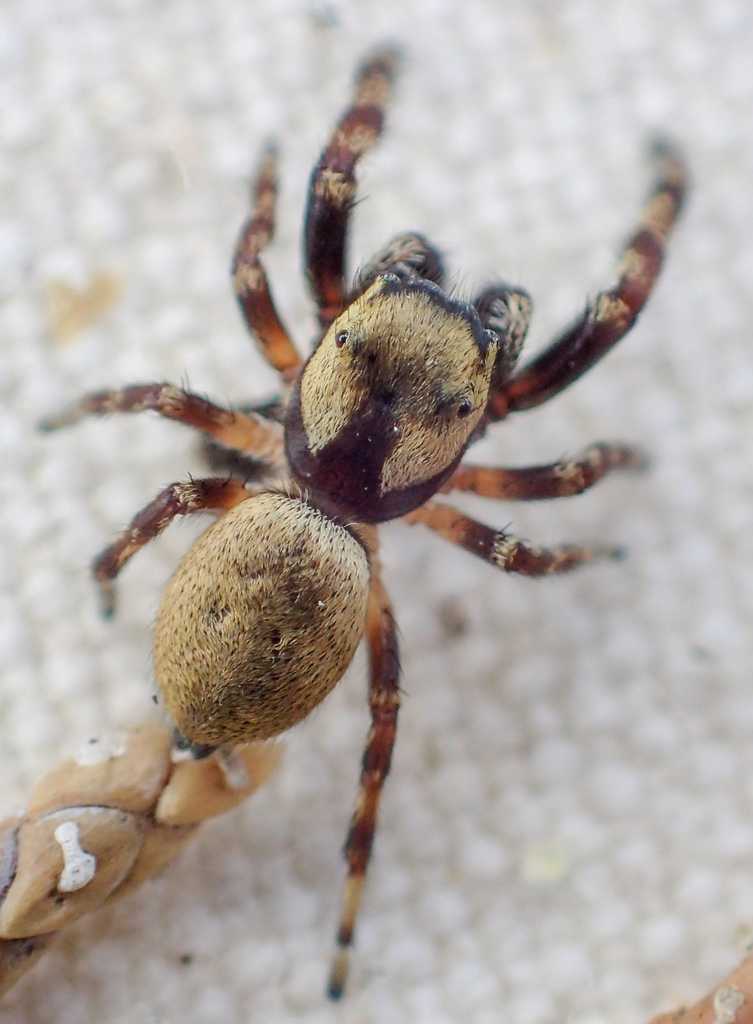 Pelegrina balia