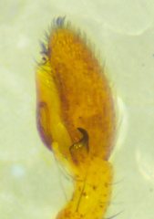 Philodromus rufus pacificus