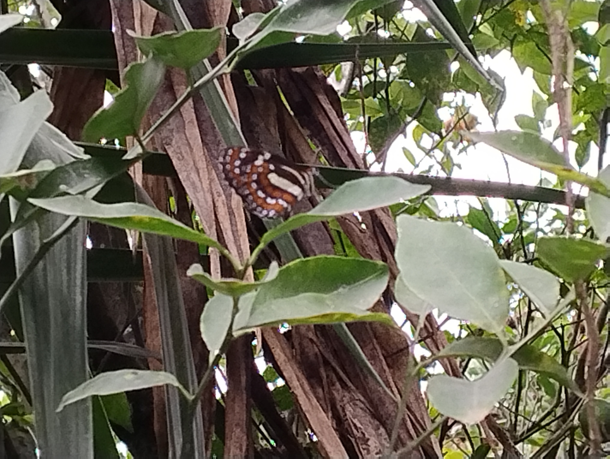 Elzunia pavonii image