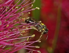 Amphylaeus obscuriceps