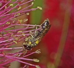 Amphylaeus obscuriceps