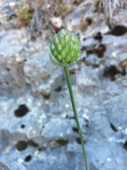 Allium carinatum