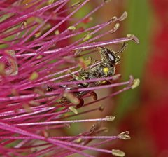 Amphylaeus obscuriceps