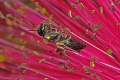 Amphylaeus obscuriceps