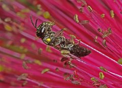 Amphylaeus obscuriceps