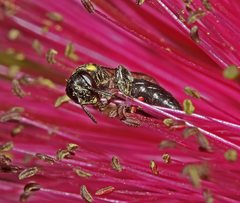 Amphylaeus obscuriceps