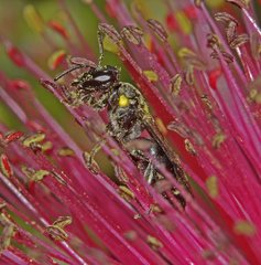 Amphylaeus obscuriceps