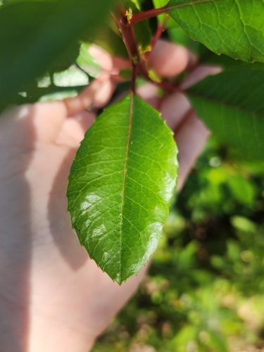 iNaturalist observation photo of Toyon