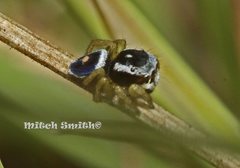 Maratus hesperus