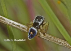 Maratus hesperus