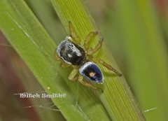 Maratus hesperus