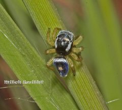 Maratus hesperus