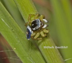 Maratus hesperus