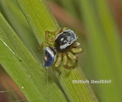 Maratus hesperus