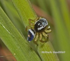 Maratus hesperus