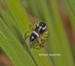 Maratus hesperus