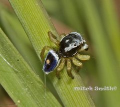 Maratus hesperus