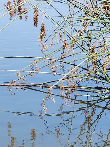 iNaturalist observation photo of Skimmers