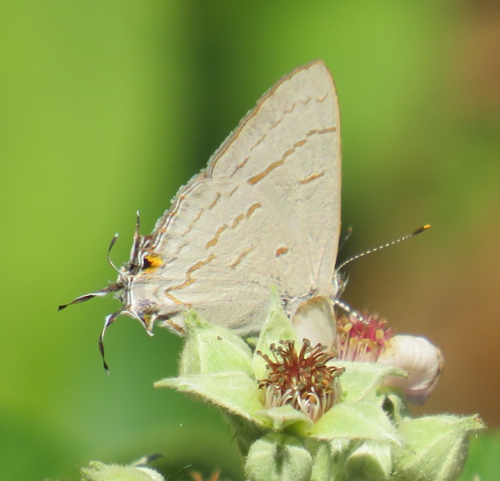 coastal hairstreak