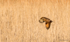 Asio capensis capensis