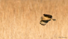 Asio capensis capensis