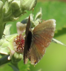 Eicochrysops hippocrates