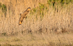 Asio capensis capensis