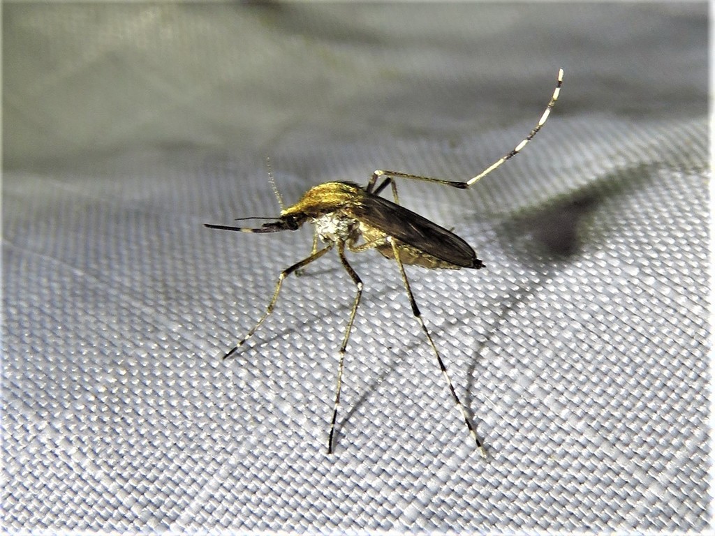 Mitchell's Mosquito