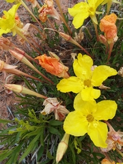 Calylophus