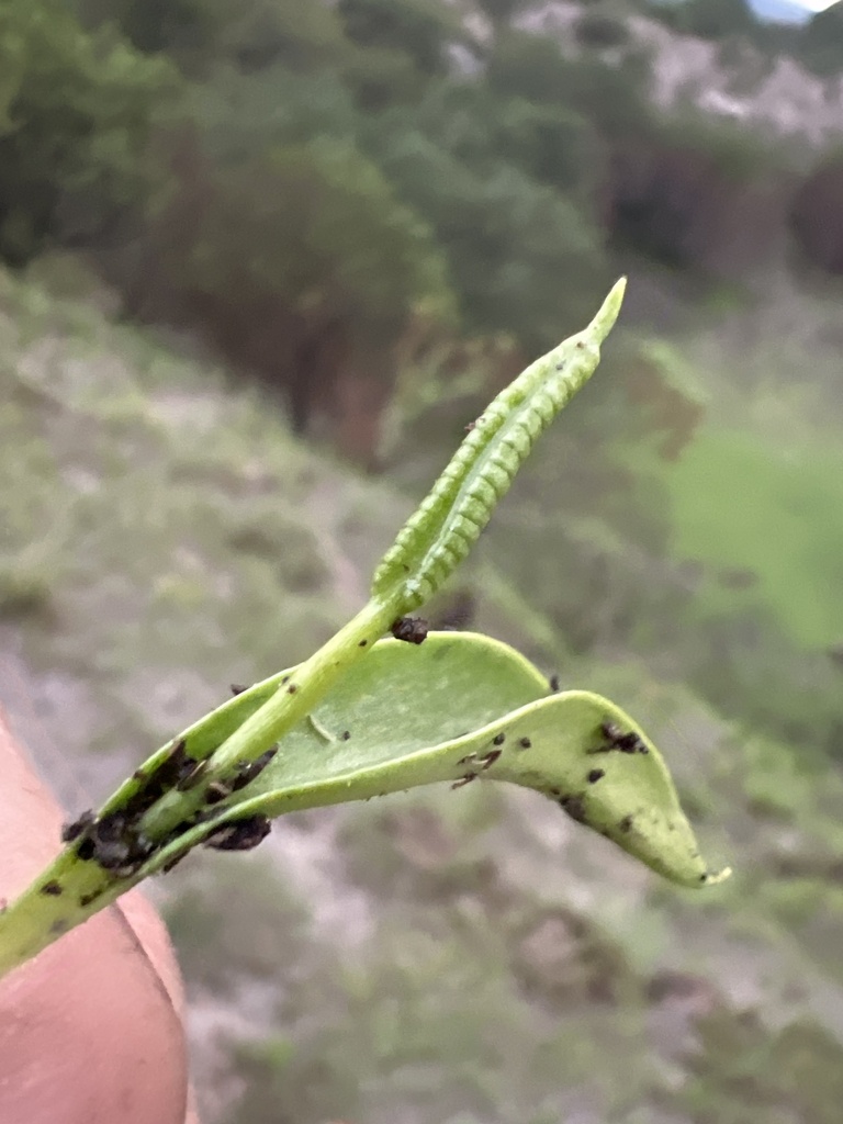 limestone adder's-tongue from Ixtenco, MX-TL, MX on July 17, 2024 at 06 ...