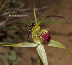 Caladenia flavovirens