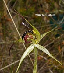 Caladenia flavovirens