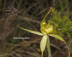 Caladenia flavovirens