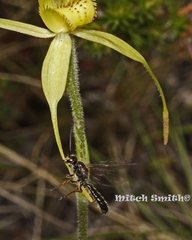 Caladenia flavovirens