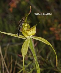 Caladenia flavovirens