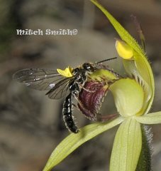 Caladenia flavovirens