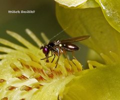 Caladenia flavovirens