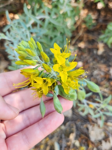 iNaturalist observation photo of Bladderpod