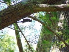 Lepidocolaptes affinis