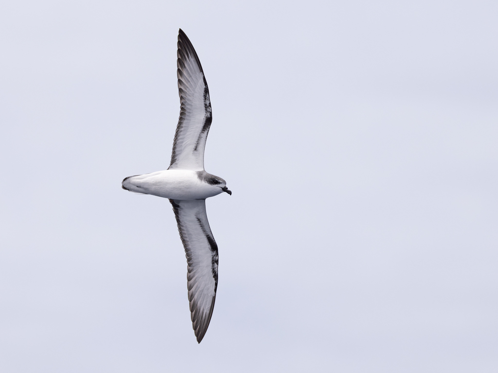 Pycroft's Petrel photo