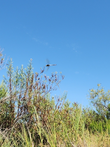 iNaturalist observation photo of Darners