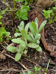 Antennaria rosea