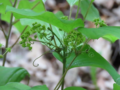 Image of Smilax illinoensis by (c) Katie Kucera, some rights reserved (CC BY)