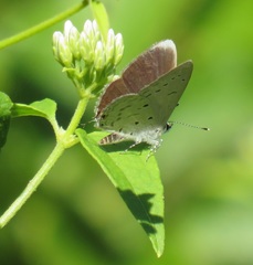 Eicochrysops hippocrates